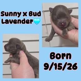 Boy 2 - Lavender male Pomeranian puppy in Washington, North Carolina from Grace's Poms🐾💕
