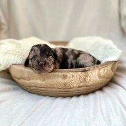 Parsley - Merle female Labradoodle puppy in Newark, Ohio from Raising Doodles