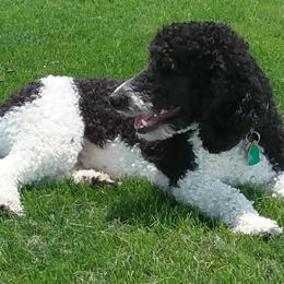 Assorted Doodle Crosses, Aussiedoodles, Cockapoos, and Poodles from Lucky Pup Meadows