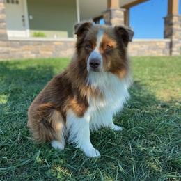 Australian Shepherds from AD's Australian Shepherds