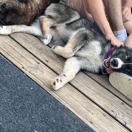 Siberian Husky Puppies from North Valley Huskies