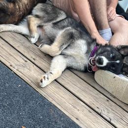 Siberian Husky Puppies from North Valley Huskies