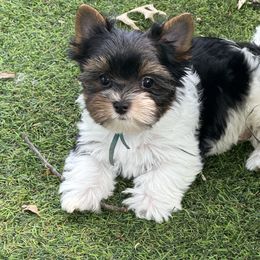Daisy - Parti female Yorkshire Terrier puppy in Independence, Missouri from Moonbabies Yorkies