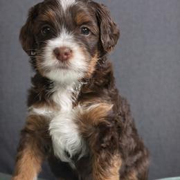 Mandarin - Tri-color male Australian Labradoodle puppy in Bonney Lake, Washington from Foothills Labradoodles