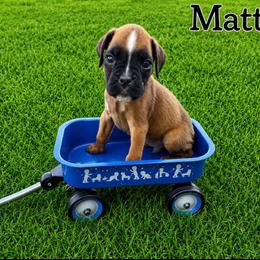 Matteo - Fawn male Boxer puppy in Abilene, Texas from L&L Euro Boxers and Small Town Shih Tzus