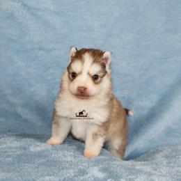 Cocoa - Red and white male Pomsky puppy in Stockton, Utah from Mischa Nelson