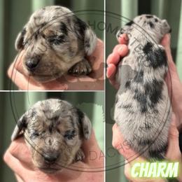 Charm - Dapple male Dachshund puppy in Fond Du Lac, Wisconsin from Clucking Homestead Springers & Dachshunds