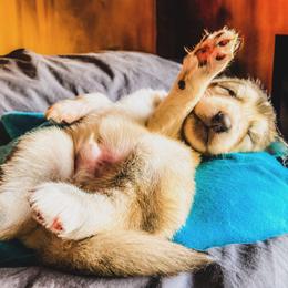 Native American Indian Dog Puppies from Seven Sisters Canids