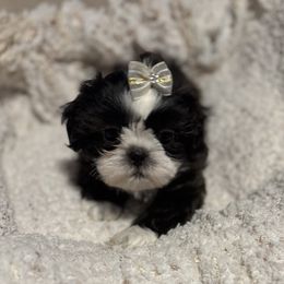 AKC Miss Little Chocolate Diamonds - Tricolor female Shih Tzu puppy in Kent, Washington from Exclusively Shih Tzu's LLC