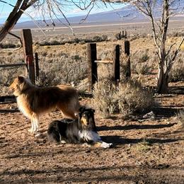 Collie Puppies from Belle Fleur Collies