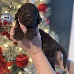 Debra - Chocolate female Goldendoodle puppy in Prosperity, Pennsylvania from Stelladoodles & Company