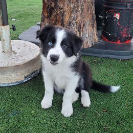 Spear - Black and white male Border Collie puppy in Morgan, Texas from Shooting Star Ranch