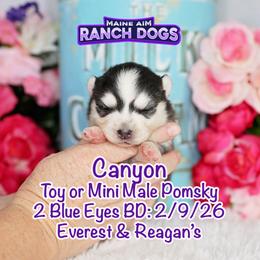 Canyon - Black and white male Pomsky puppy in Humeston, Iowa from M.A.R. Dogs