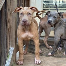 Paloma - Lilac female American Bully puppy in Virginia from Terminal Velocity Kennels LLC