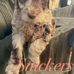 Cockapoo and Goldendoodle Puppies from My Forever Best Friend
