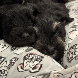 Miniature Schnauzer Puppies from Connie's Mini Schnauzer’s