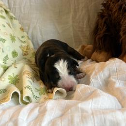Boy 1 Moses - Black tan and white male Bernese Mountain Dog puppy in Thomasville, North Carolina from Beitzel Babies