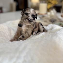 Light Pink - Merle female Sheepadoodle puppy in Indiahoma, Oklahoma from Farm Fresh Doodles