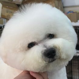 Barney - Bichon Frise