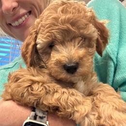 Ginger (Purple Collar) - Red female Cavapoo puppy in Austin, Texas from Lucy Lou’s Cavapoos
