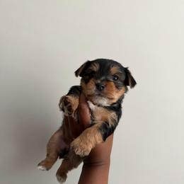 Kilo. - Black and tan male Yorkshire Terrier puppy in Winston Salem, North Carolina from Pawfectly Tailored Yorkie's