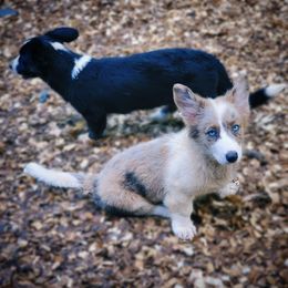 Boy 2 - Blue merle and white male Cardigan Welsh Corgi puppy in Natchitoches. La, Louisiana from Bleu Bayou Corgis