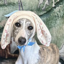 Whippet Puppies from Sonsteby