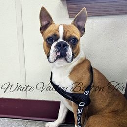 Reign - Boston Terrier