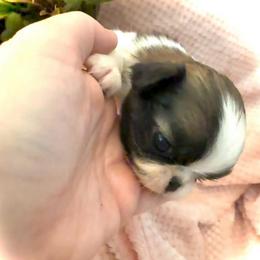 Blossom - Sable and white female Japanese Chin puppy in Davisville, Missouri from Uniquely Yours, Shelly’s Japanese Chins
