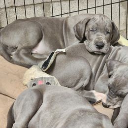 Great Dane Puppies from Thomas Family Danes