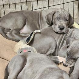 Great Dane Puppies from Thomas Family Danes
