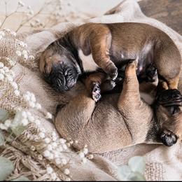 ROSE - Red female Boerboel puppy in Pennsylvania from Cold River Boerboels