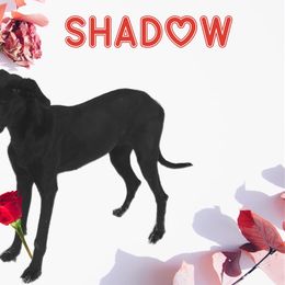 Great Dane Puppies from RRDanes