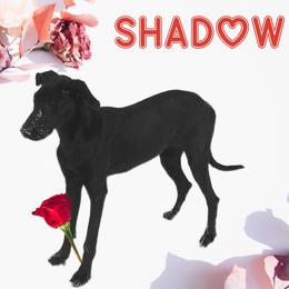 Great Dane Puppies from RRDanes