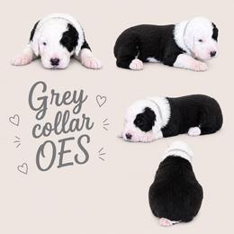 Grey collar - Gray and white male Old English Sheepdog puppy in Mesa, Arizona from Desert Sheepies and Doodles