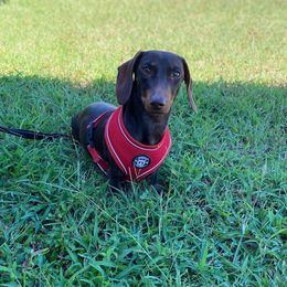 Reeses  - Dachshund