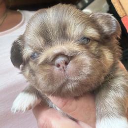 Belle - Red sable female Pekingese puppy in Winchester, Virginia from Posh Pekingese