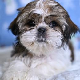Marielle - Shih Tzu