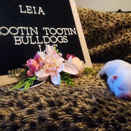 French Bulldog Puppies from Rootin' Tootin' Bulldogs, LLC