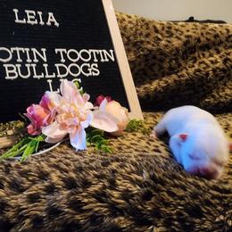 French Bulldog Puppies from Rootin' Tootin' Bulldogs, LLC