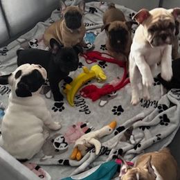 French Bulldogs from Cyrek's Bark