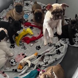 French Bulldogs from Cyrek's Bark