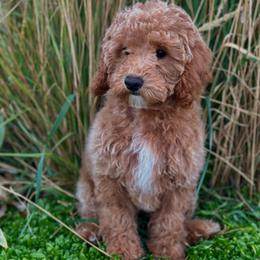 Liberty - Red  female Poodle puppy in Herriman, Utah from Shaggy Mountain Pups LLC