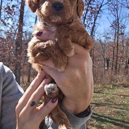 Jingle - Red  male Goldendoodle puppy in Fordland, Missouri from K&K's Puppy Kingdom