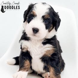 Dean - Tri-color male Bernedoodle puppy in Tipton, Indiana from Country Creek Doodles