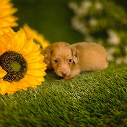 Honey - Red female Dachshund puppy in Buckeye, Arizona from Duran Dachshunds