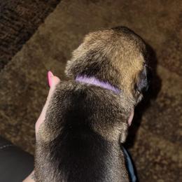 PURPLE - Black and tan female German Shepherd puppy in Willoughby, Ohio from WolfPackk