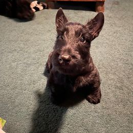 Scottish Terrier All Grown Up from Michi Ball's Scottish Terriers
