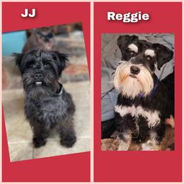Parti - Parti female Miniature Schnauzer puppy in Ferndale, Washington from Blackhorse Schnauzers Washington state