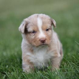 GW - Red merle male Australian Shepherd puppy in Cedar City, Utah from 10-BAR-Y RANCH